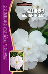Адениум белая роза