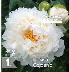 сПион Gardenia