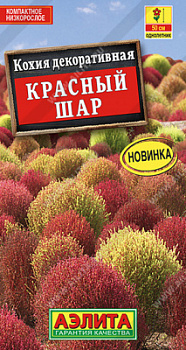 Кохия красный шар