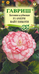Бегония  Амери вайт пикоти