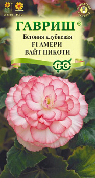 Бегония  Амери вайт пикоти