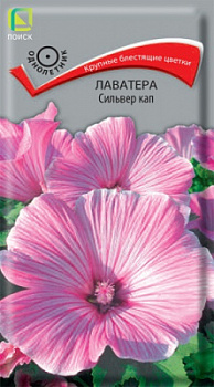 lavatera_silver_kap