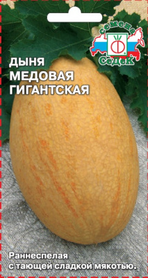 dynya_medovaya_gigantskaya
