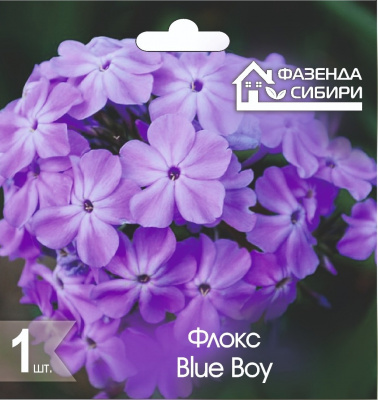 Флокс Blue Boy