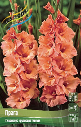 Gladiolus Praha