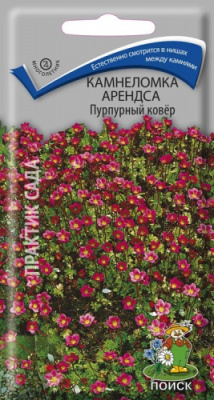 kamnelomka_arendsa_purpur_kover