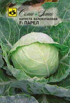 kapusta_belokochannaya_parel