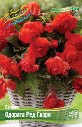 Begonia Odorata Red Glory